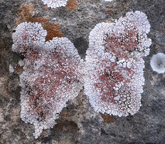 Squamulea galactophylla