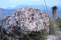 Squamulea galactophylla