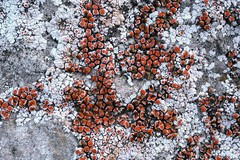 Squamulea galactophylla
