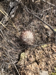 Mammillaria grahamii
