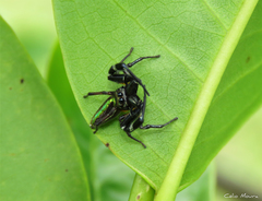 Lurio conspicuus