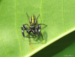 Lurio conspicuus
