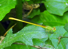 Ceriagrion coromandelianum