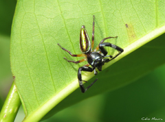Lurio conspicuus