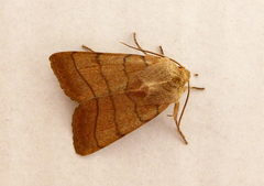 Charanyca trigrammica