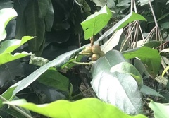Ficus