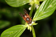Palpada ruficeps