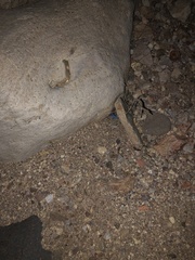 Centruroides sculpturatus