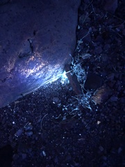 Centruroides sculpturatus