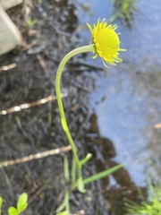 Helenium drummondii