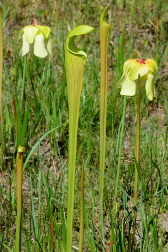 Pale Pitcher Plant