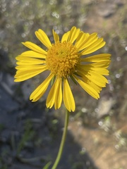 Helenium drummondii