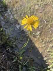 Helenium drummondii