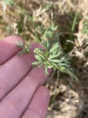 Ammoselinum
