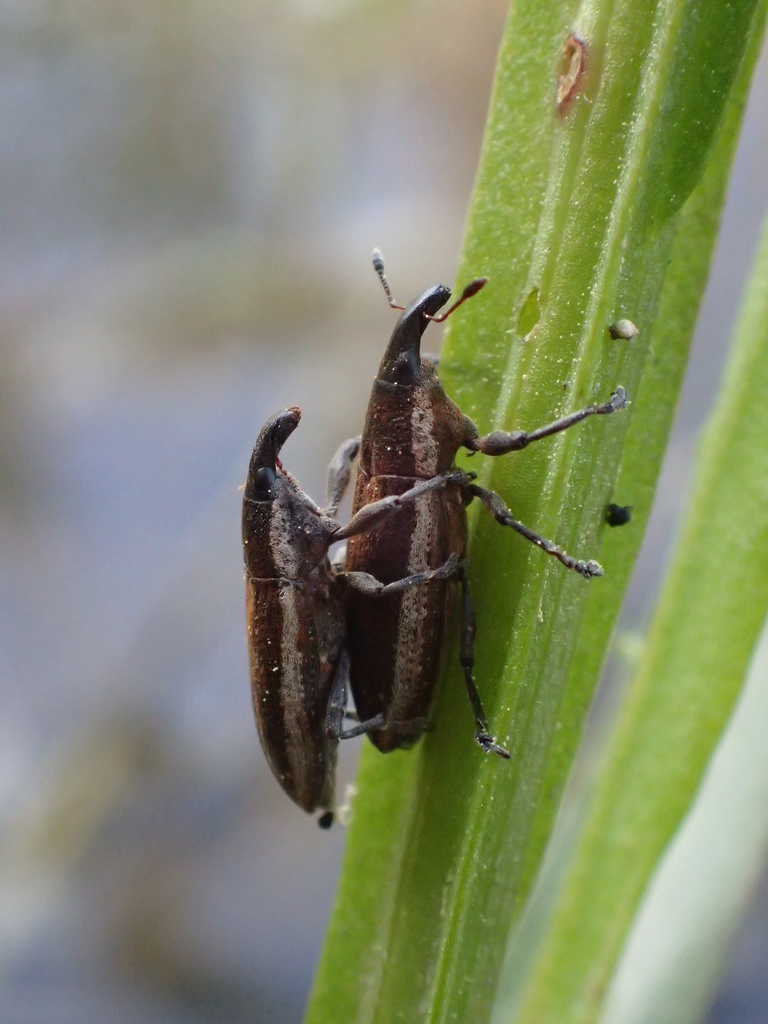 Lixus placidus