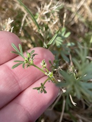 Ammoselinum