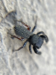 Metacyrba taeniola similis