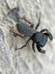 Metacyrba taeniola similis