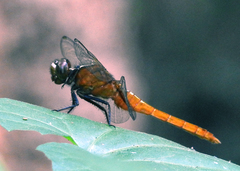 Rhodothemis rufa
