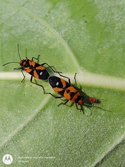 Lygaeus analis