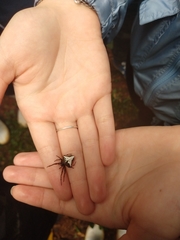 Verrucosa scapofracta