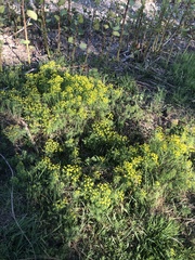 Euphorbia cyparissias