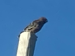 Buteo lineatus
