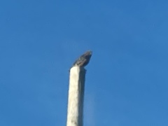 Buteo lineatus