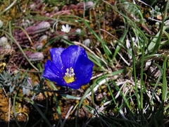 Linum austriacum collinum