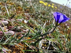 Linum austriacum collinum