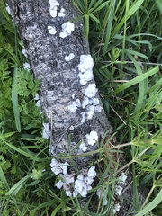 Schizophyllum commune
