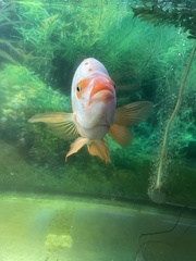 Amphilophus labiatus