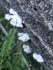 Schizophyllum commune
