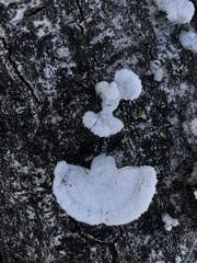 Schizophyllum commune