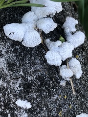 Schizophyllum commune