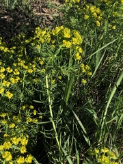 Euphorbia cyparissias