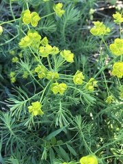 Euphorbia cyparissias