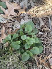 Alliaria petiolata