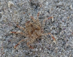 Hymenosoma orbiculare