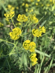 Euphorbia cyparissias