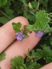 Glechoma hederacea