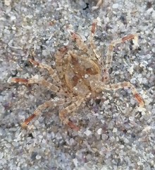 Hymenosoma orbiculare
