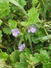 Glechoma hederacea