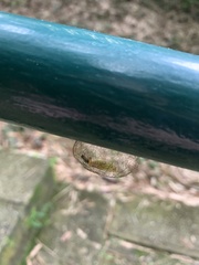 Arctiinae