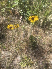 Helenium brevifolium