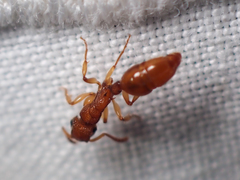 Acanthoponera minor