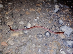 Atractus sanctaemartae