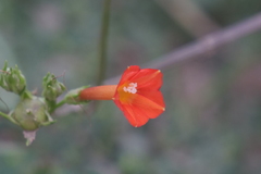 Ipomoea rubriflora