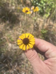 Helenium brevifolium