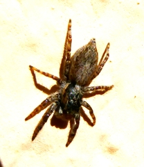 Menemerus taeniatus